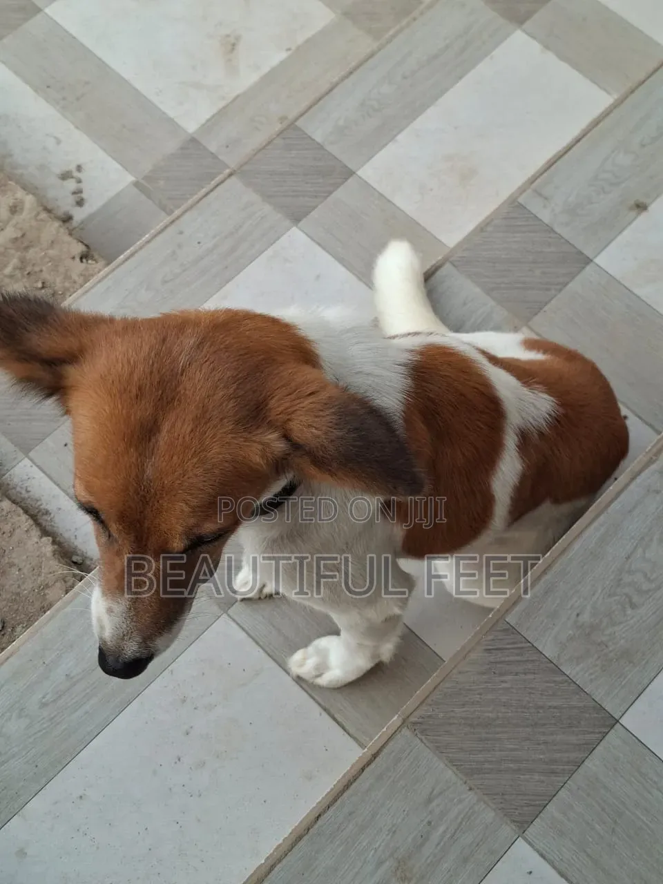 1+ year Female Mixed Breed Dog