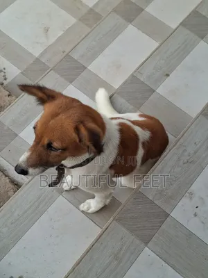 1+ year Female Mixed Breed Dog