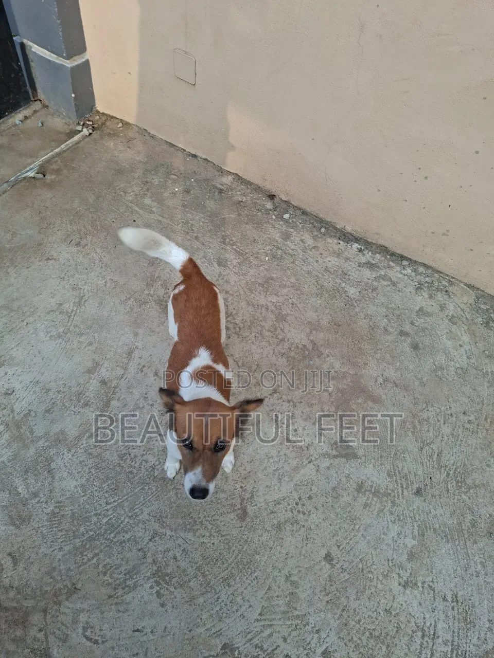 1+ year Female Mixed Breed Dog