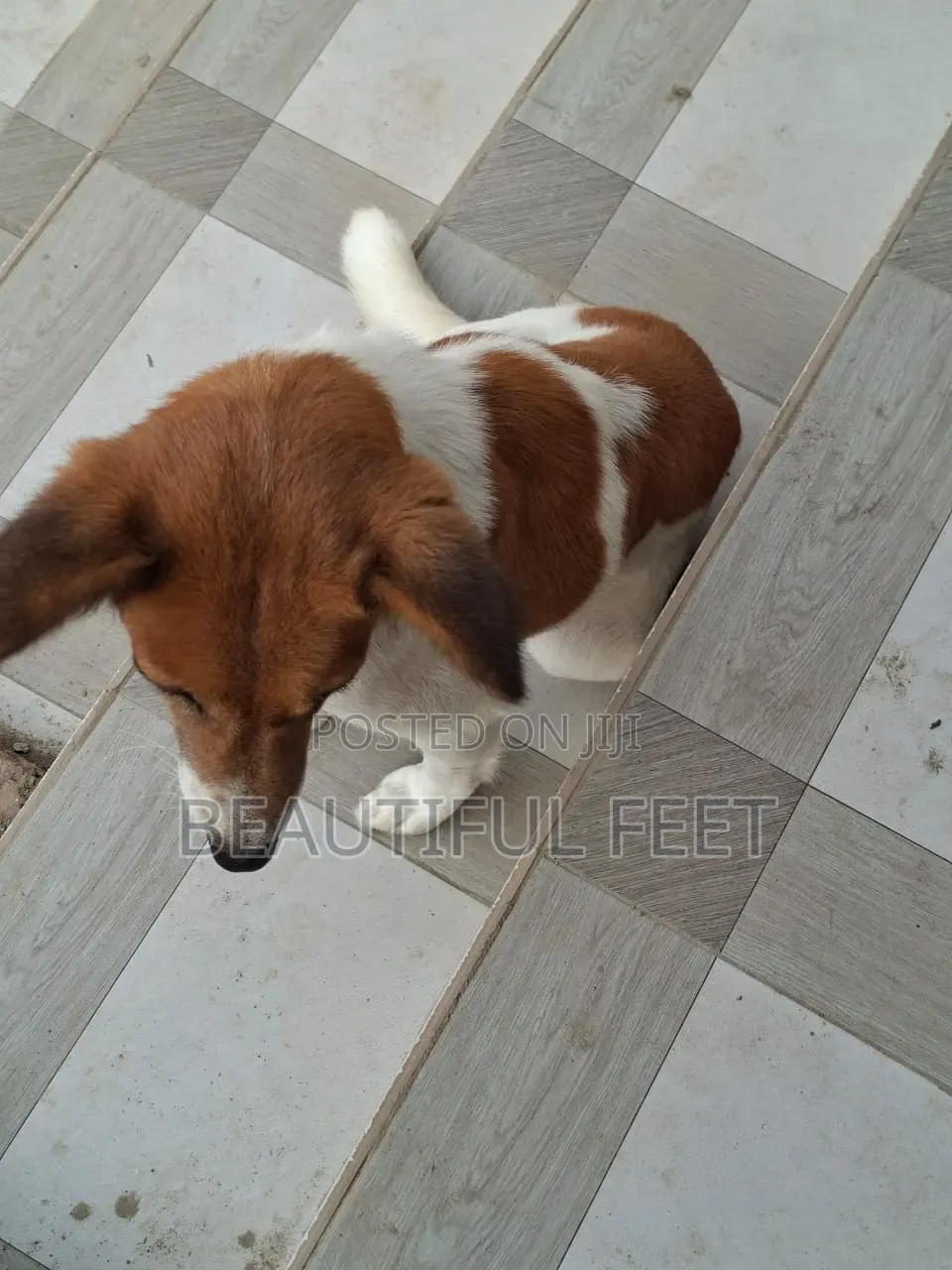 1+ year Female Mixed Breed Dog