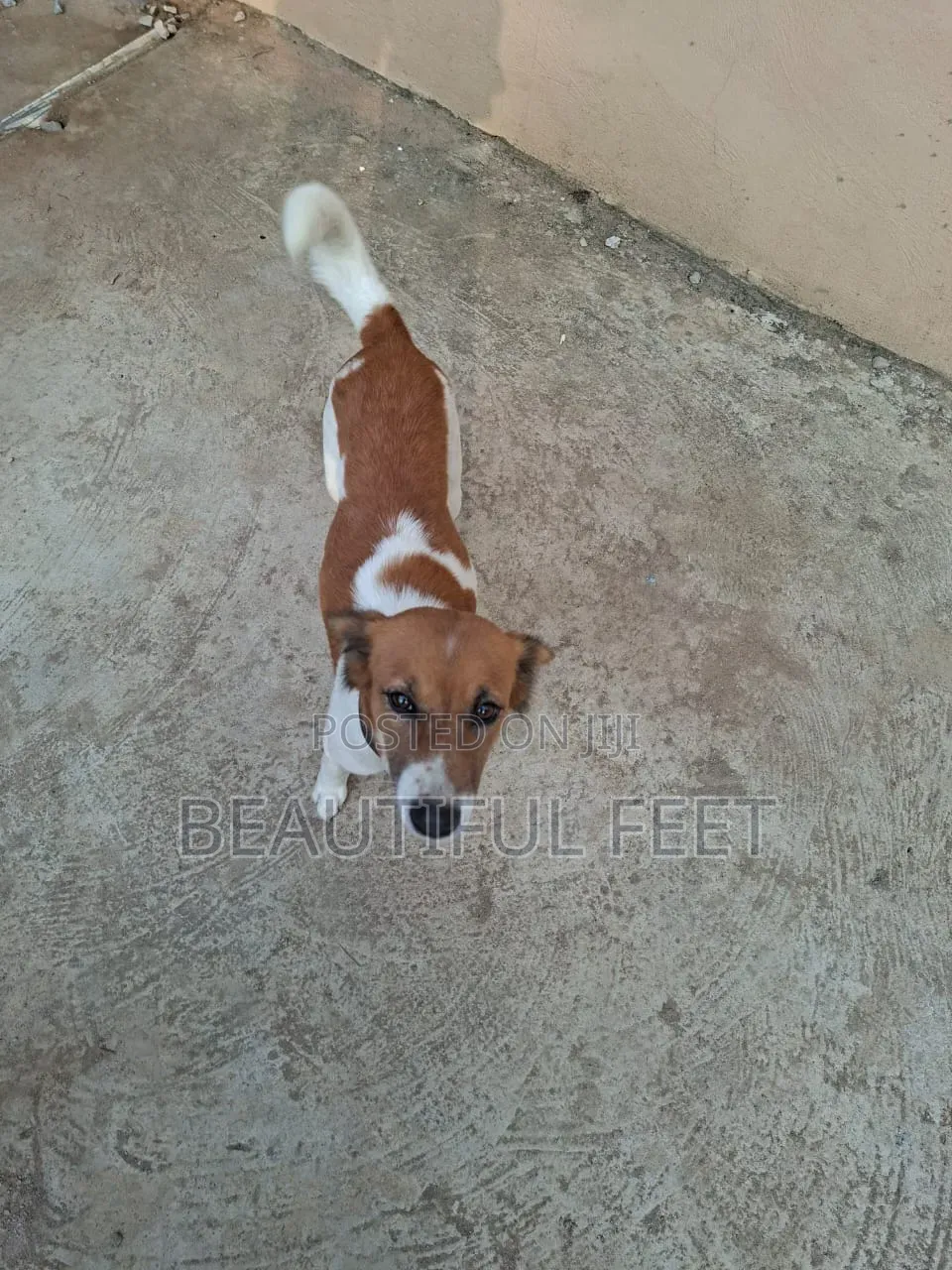 1+ year Female Mixed Breed Dog