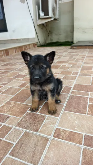 1-3 months Female Purebred German Shepherd