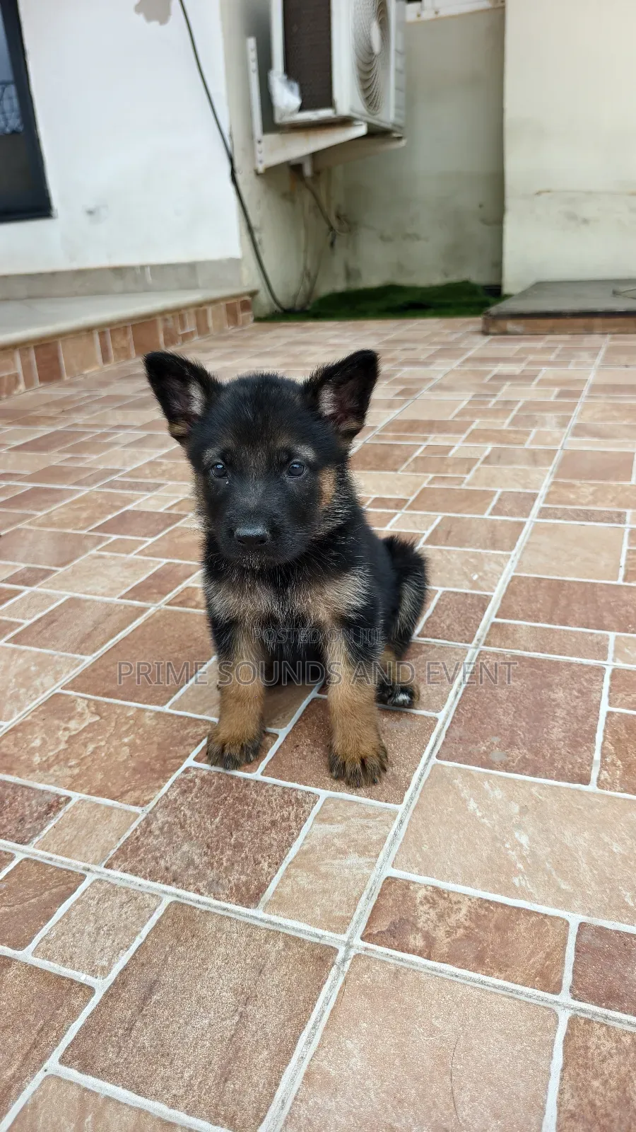 1-3 months Female Purebred German Shepherd