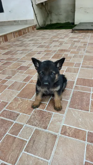 1-3 months Female Purebred German Shepherd
