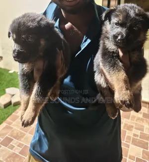 1-3 months Female Purebred German Shepherd