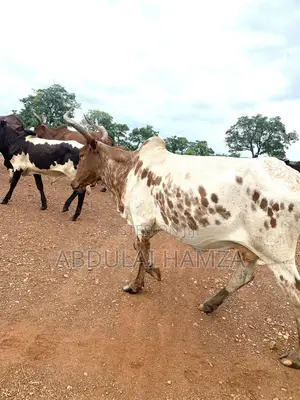 Healthy Cows for Sale