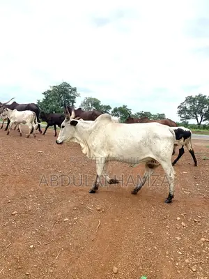 Healthy Cows for Sale