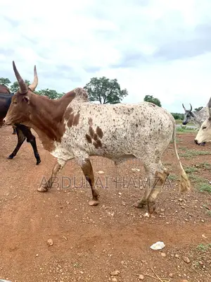 Healthy Cows for Sale