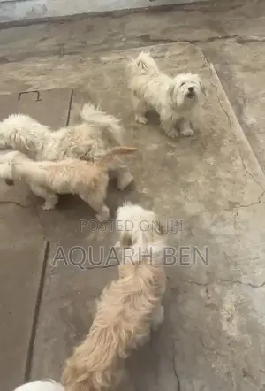 6-12 months Male Purebred Maltese