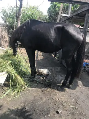 Buy and Sell of Horses