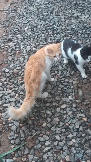 1-3 months Male Mixed Breed Cat