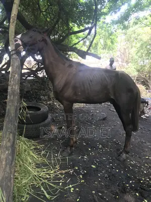 Buy and Sell of Horses