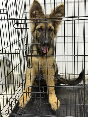 1-3 months Male Purebred German Shepherd