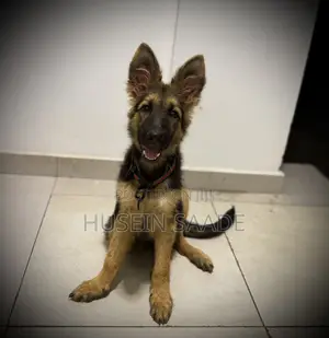1-3 months Male Purebred German Shepherd