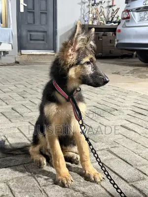 1-3 months Male Purebred German Shepherd