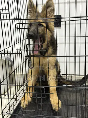 1-3 months Male Purebred German Shepherd