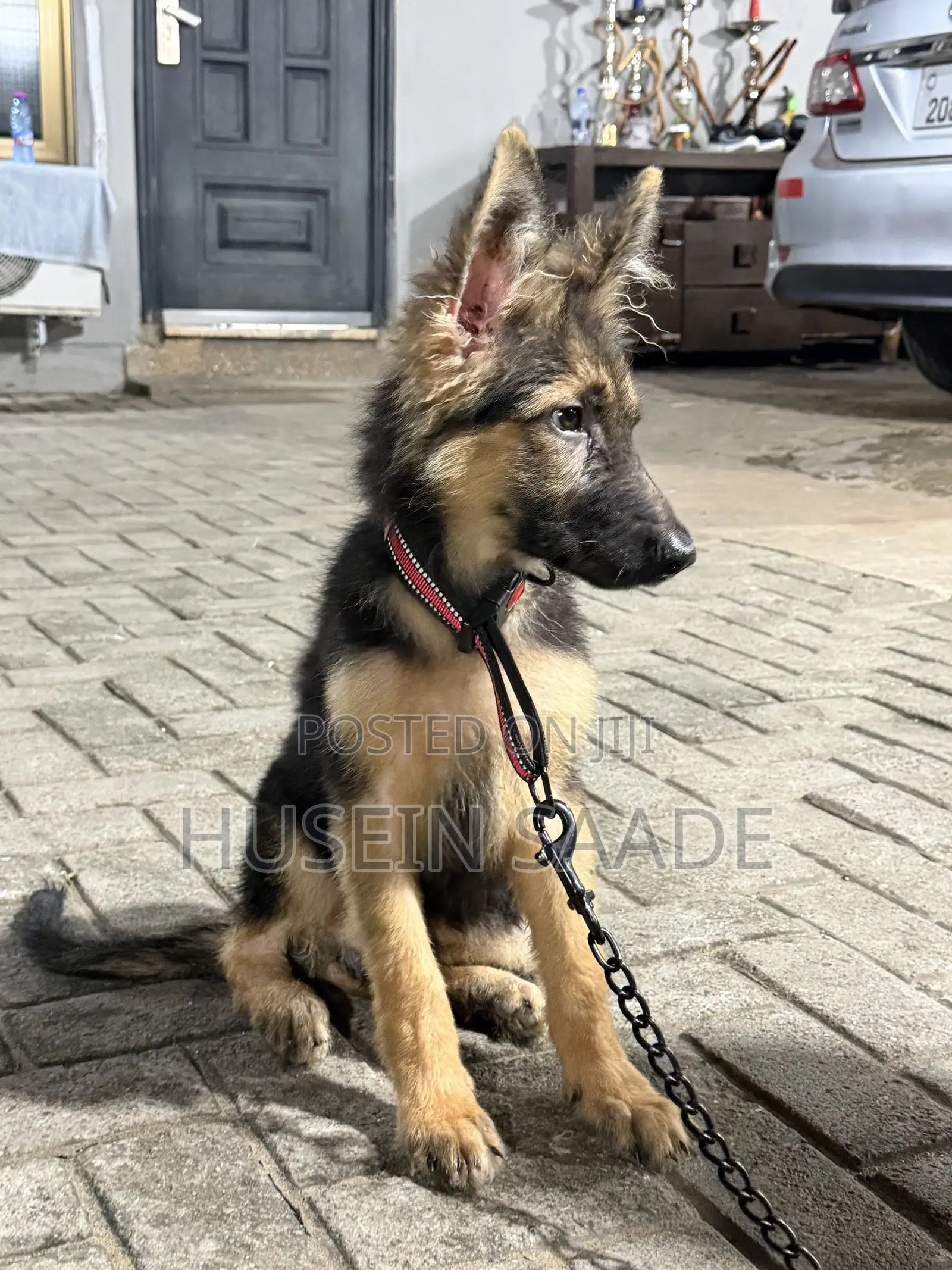 1-3 months Male Purebred German Shepherd