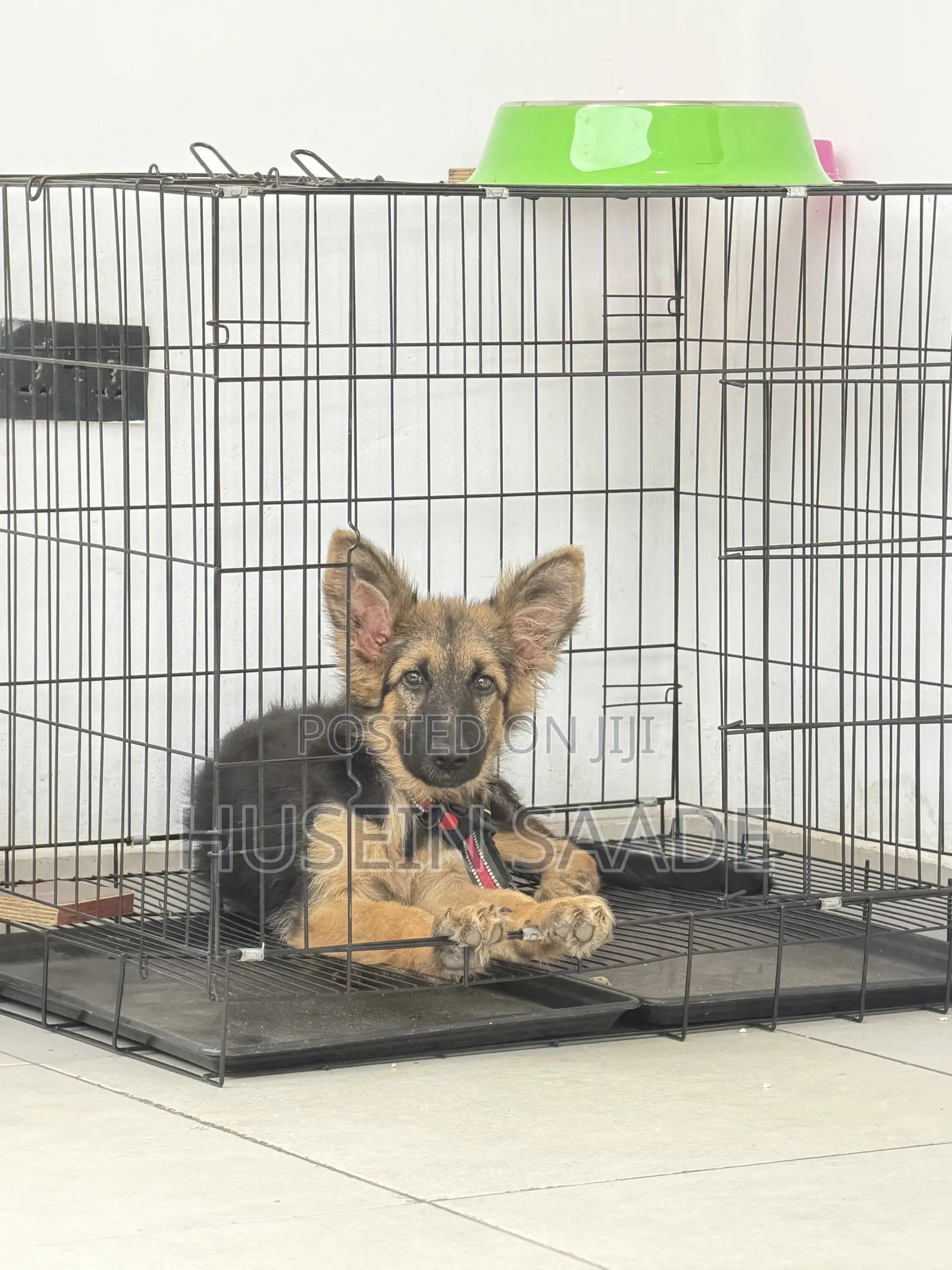 1-3 months Male Purebred German Shepherd