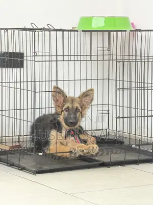 1-3 months Male Purebred German Shepherd