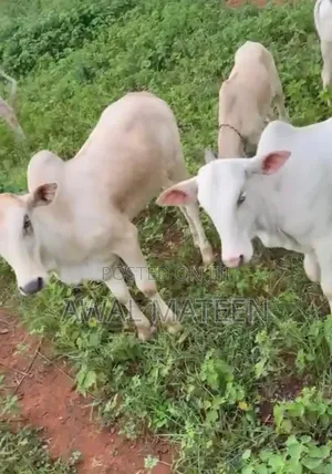 I Have 30 Health Young Cows and I'm Ready for Any Good Business