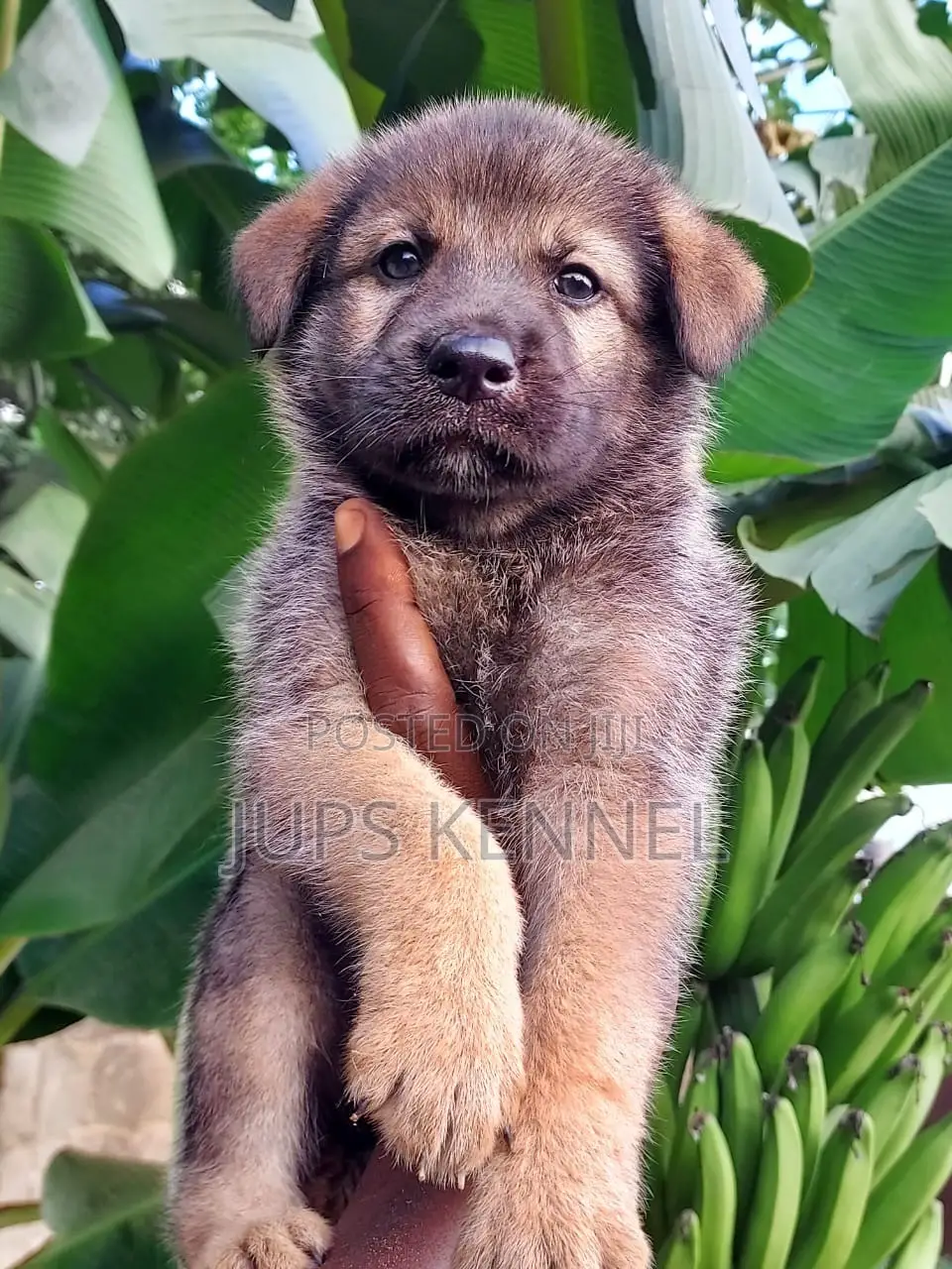 1-3 months Male Purebred German Shepherd