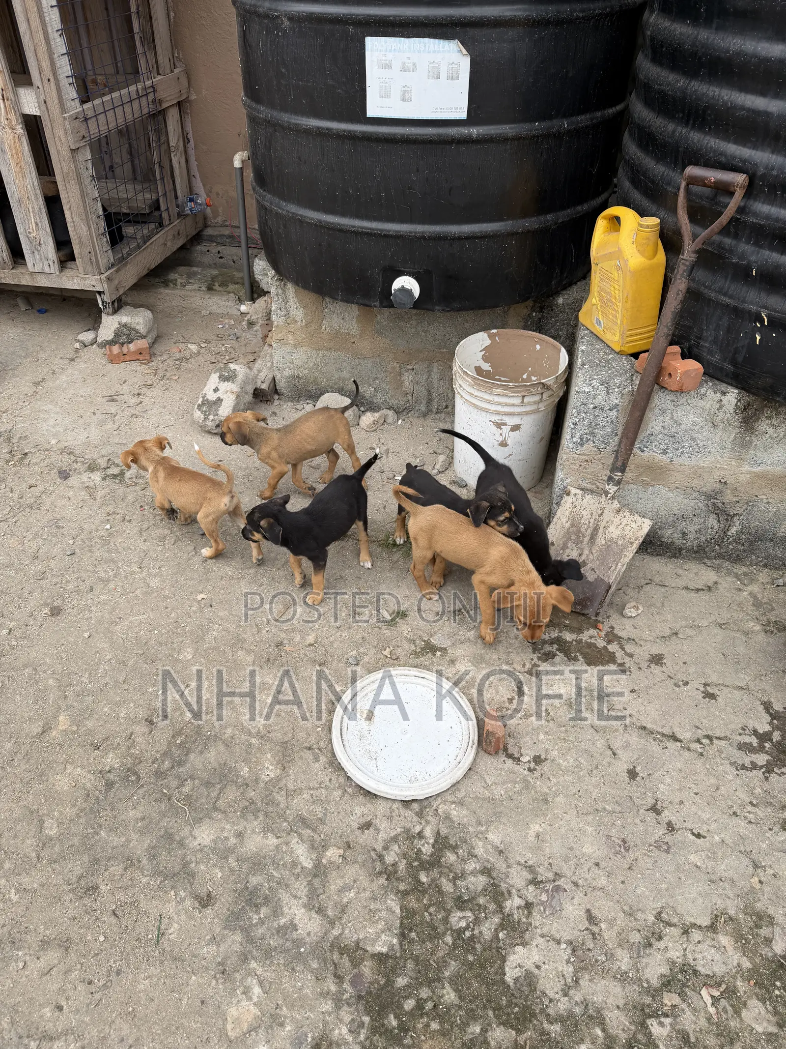 1-3 months Female Mixed Breed Dog