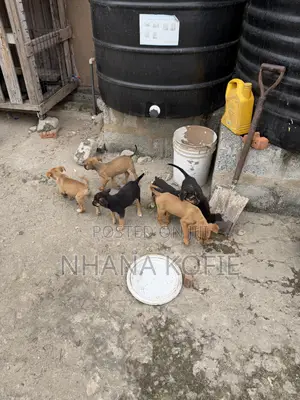 1-3 months Female Mixed Breed Dog