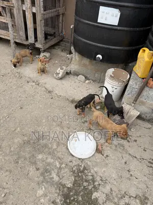 1-3 months Female Mixed Breed Dog