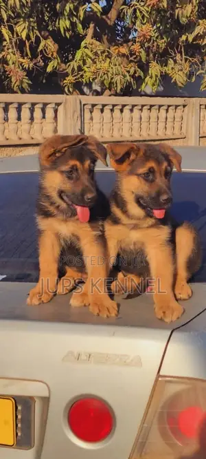 1-3 months Female Purebred German Shepherd