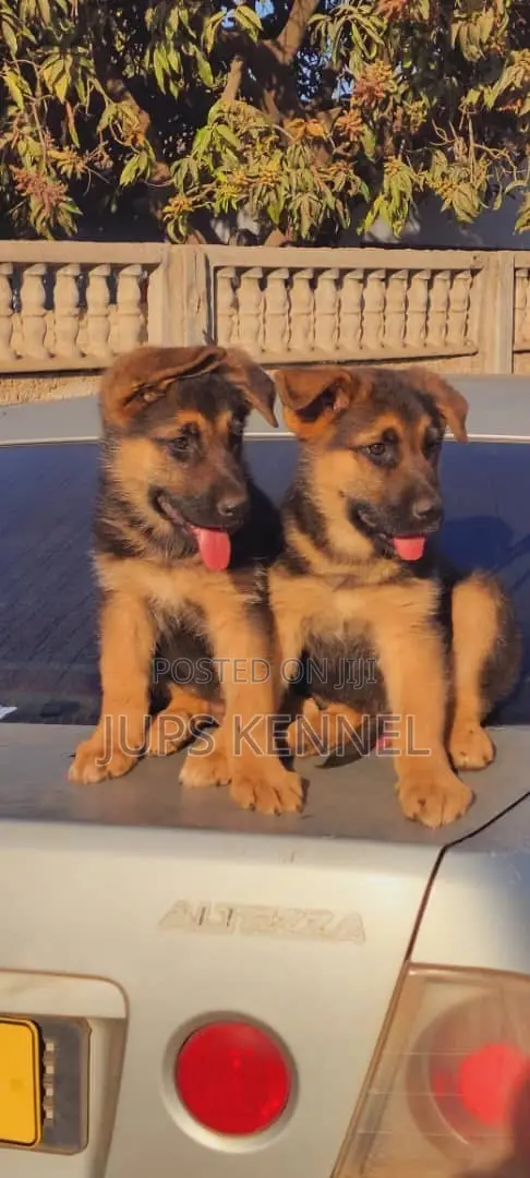 1-3 months Female Purebred German Shepherd