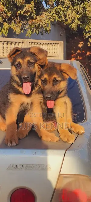 1-3 months Female Purebred German Shepherd