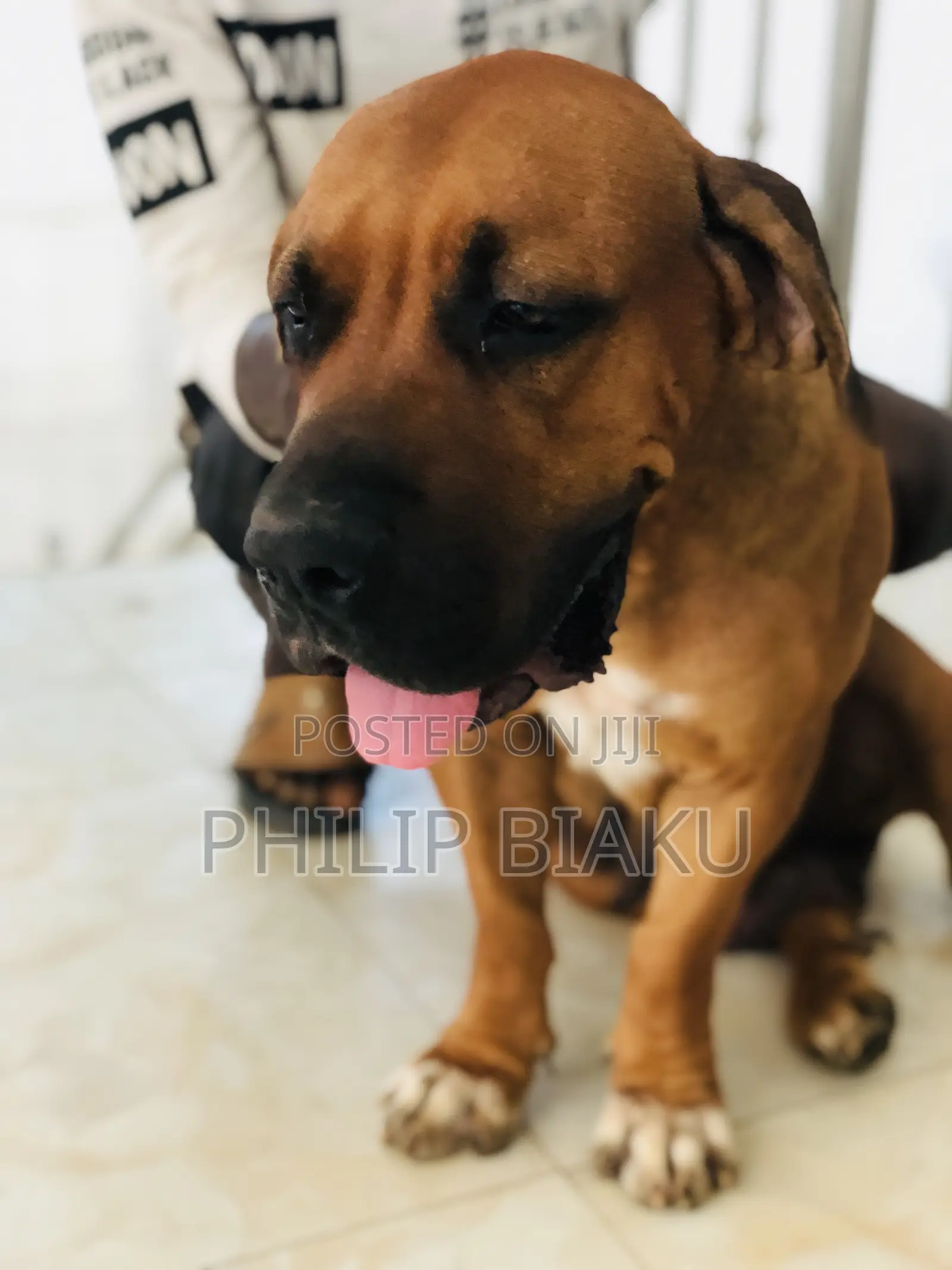 1-3 months Female Purebred Boerboel