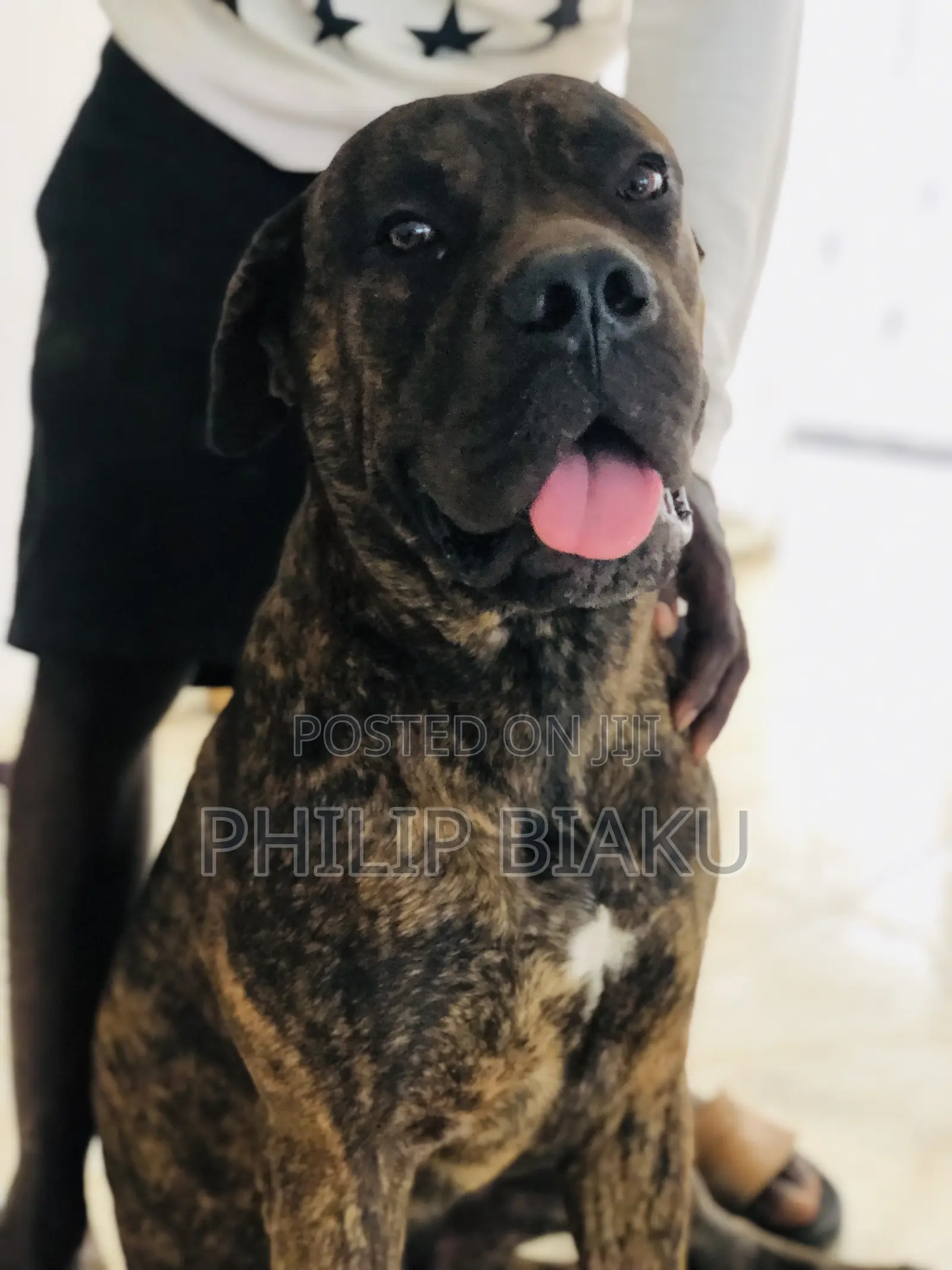 1-3 months Female Purebred Boerboel