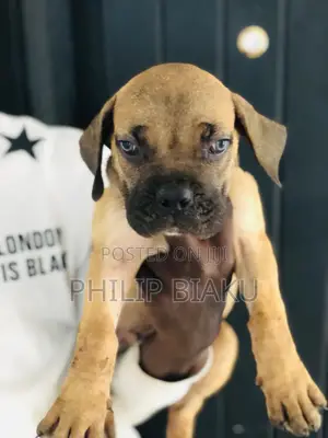 1-3 months Female Purebred Boerboel