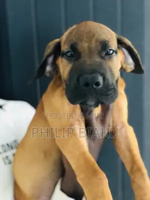 1-3 months Female Purebred Boerboel