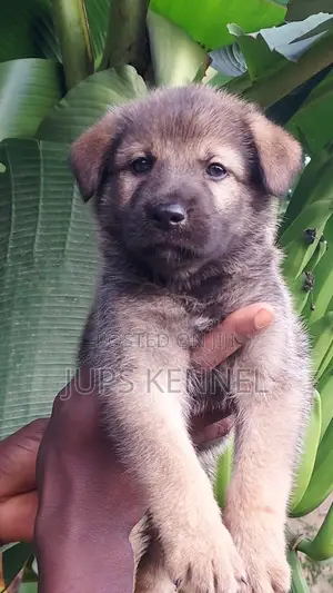 1-3 months Male Purebred German Shepherd