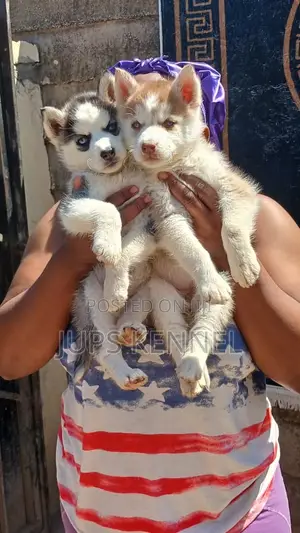 1-3 months Female Purebred Siberian Husky