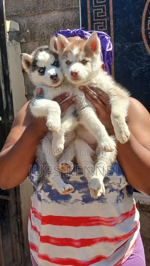1-3 months Female Purebred Siberian Husky