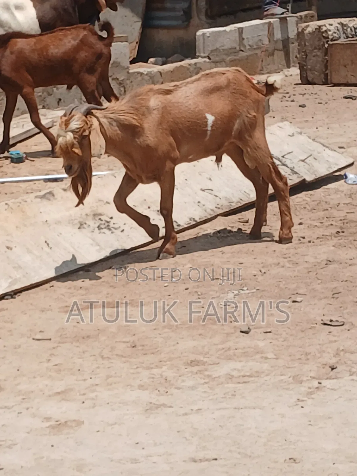 Sokoto Red