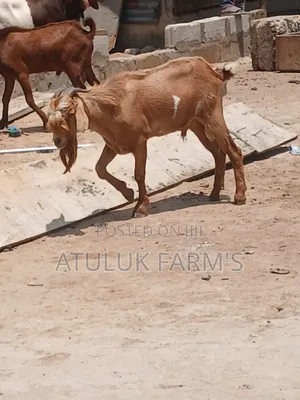 Sokoto Red