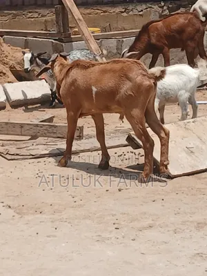 Sokoto Red