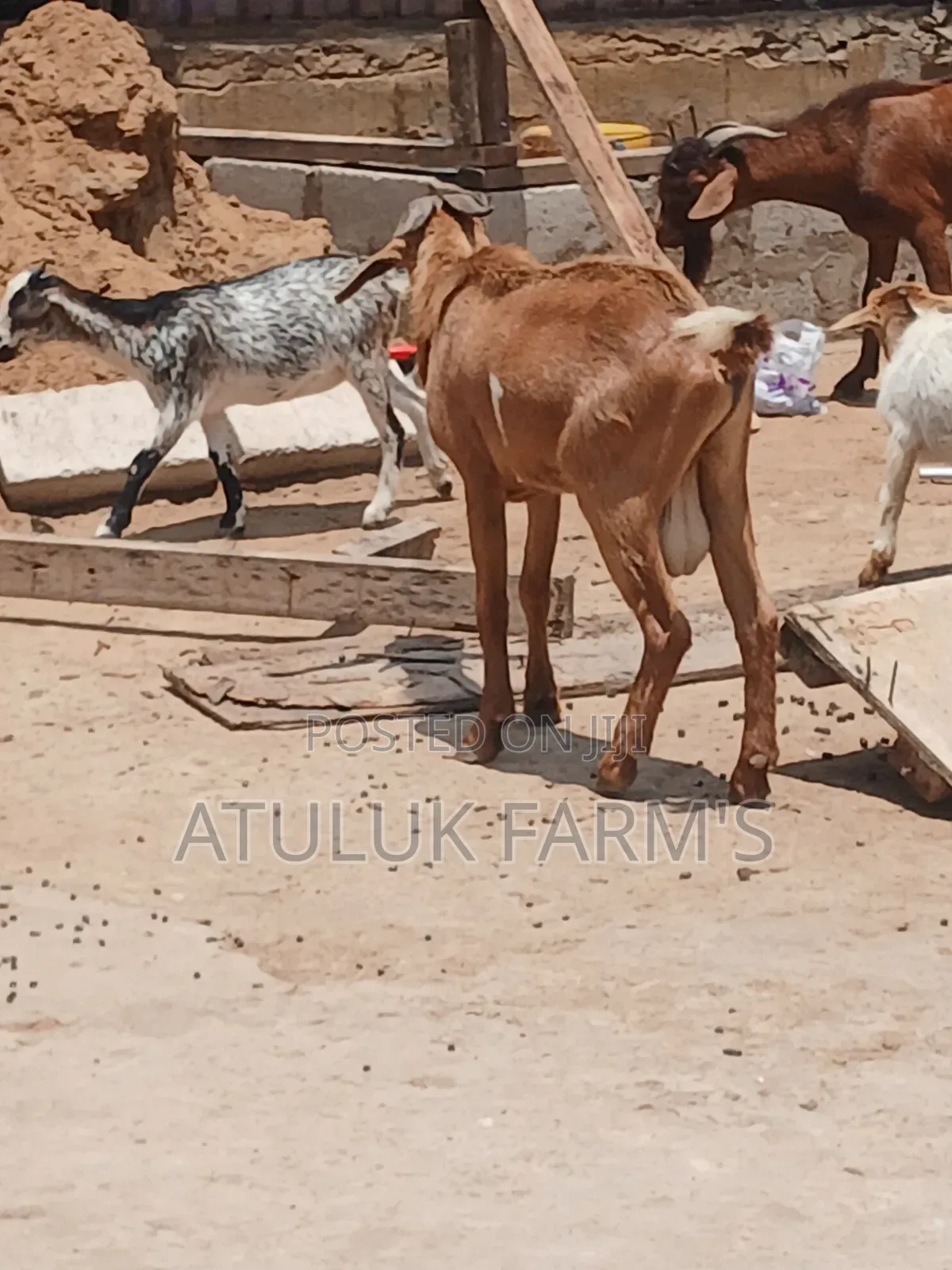 Sokoto Red