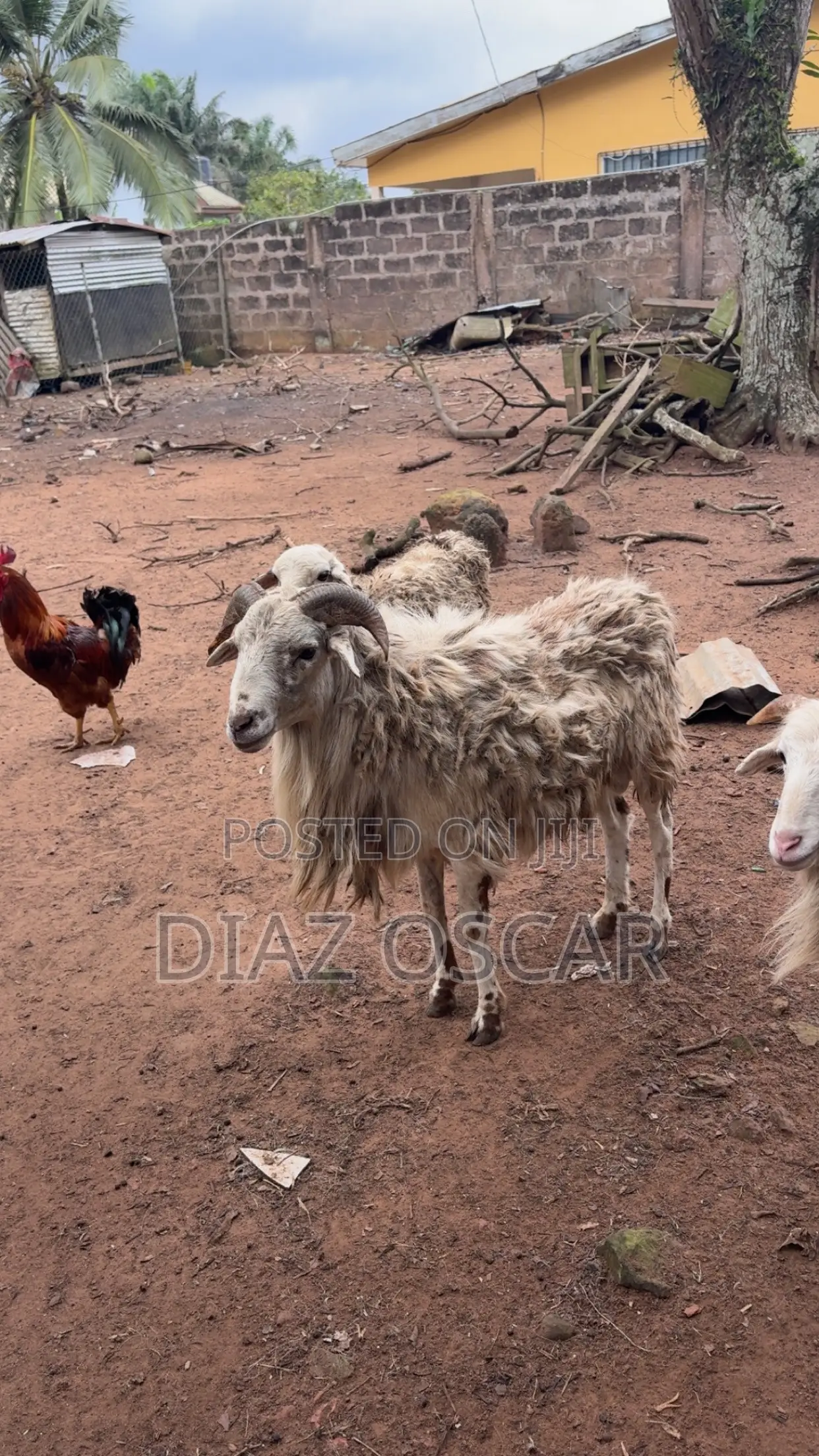 Sheep Fully Grown