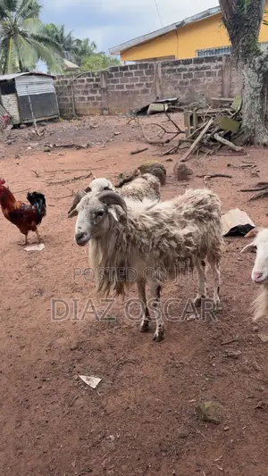 Sheep Fully Grown