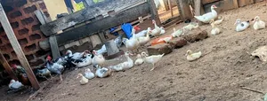 Wills Farms