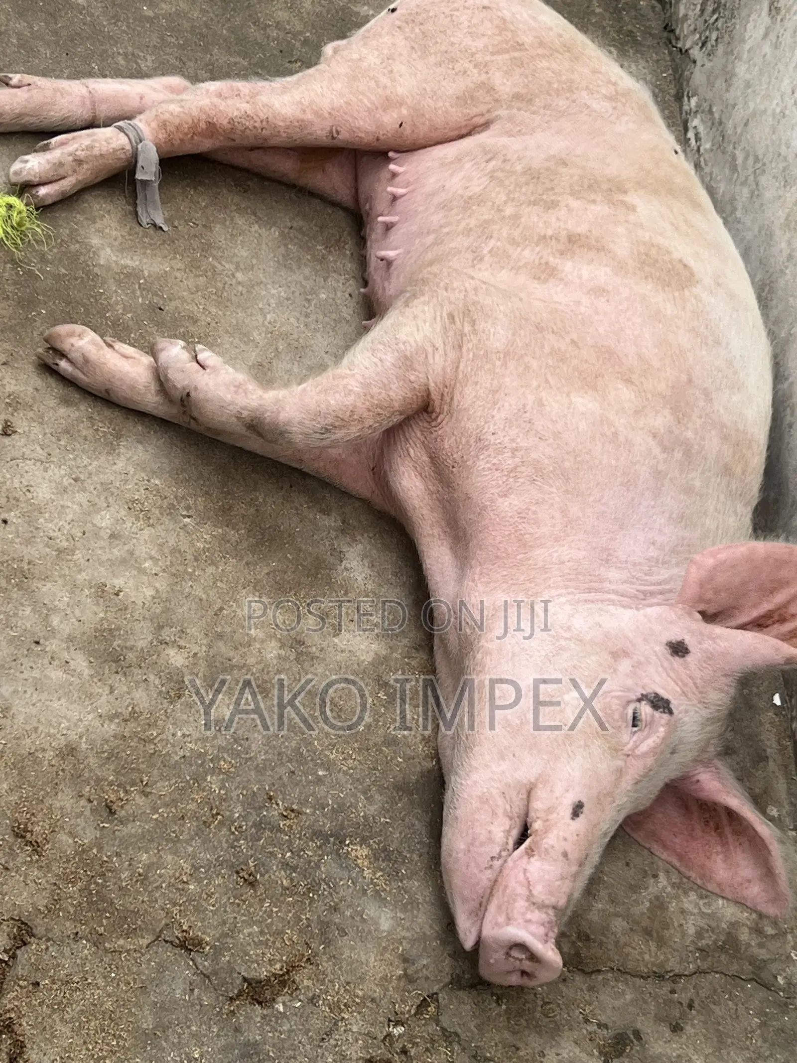 Very Productive Sow