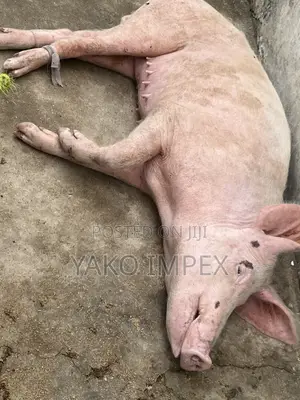 Very Productive Sow