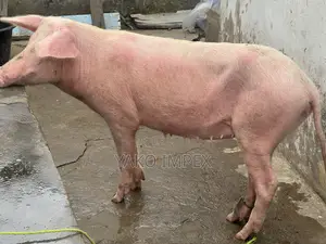 Very Productive Sow