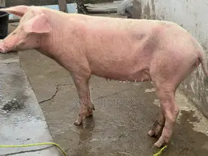 Very Productive Sow