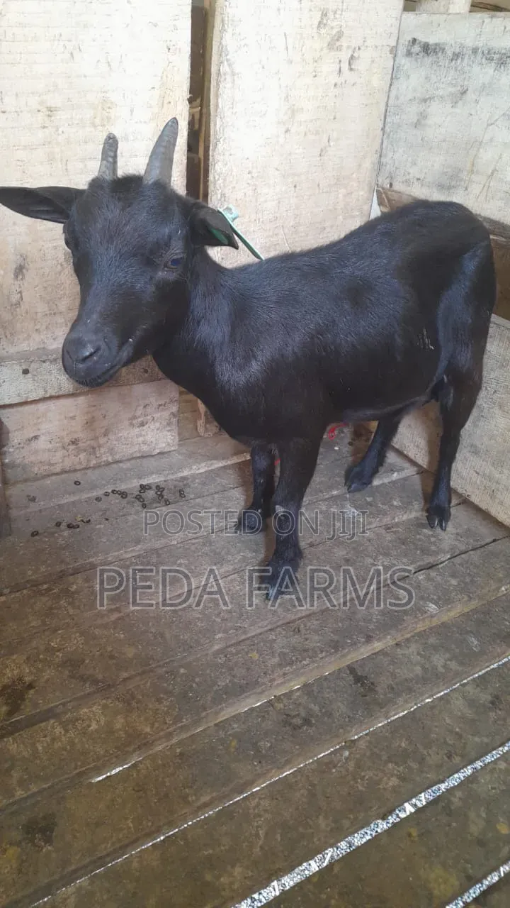 Female Goat